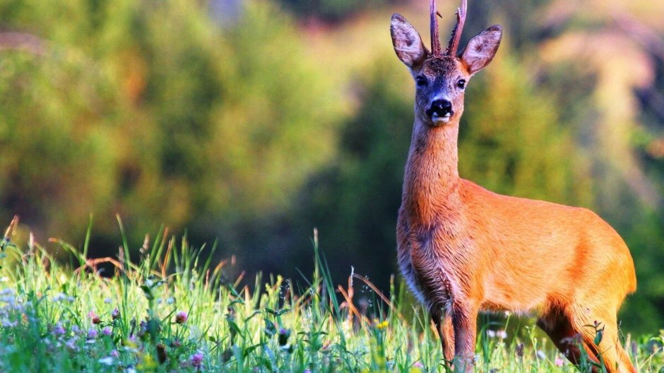 Европейская косуля (capreolus capreolus)