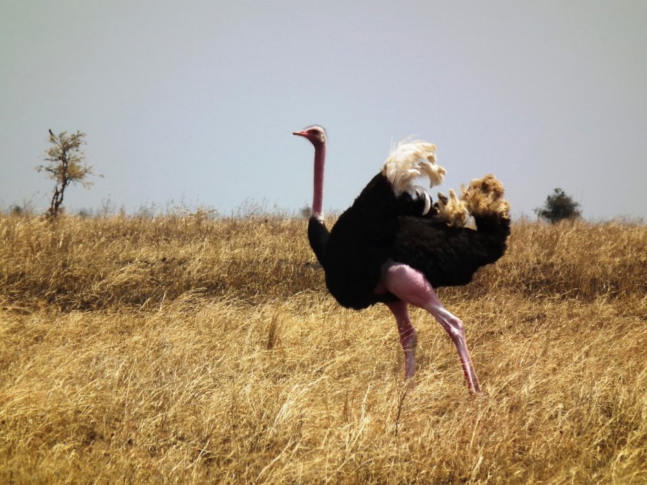 Struthio Camelus massaicus