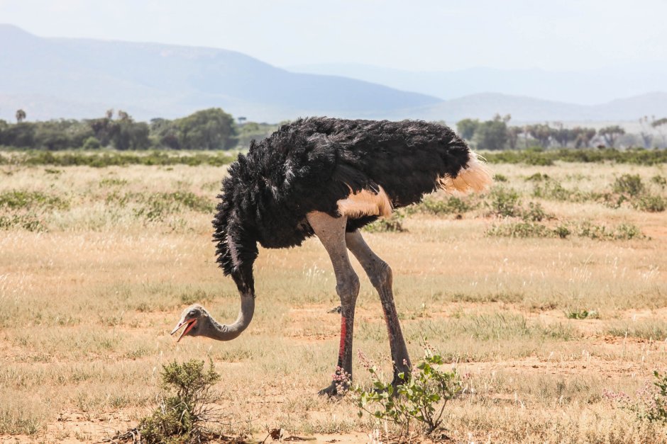Struthio molybdophanes