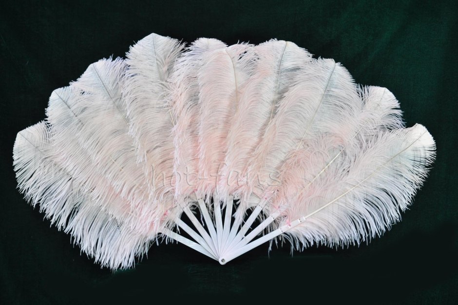 The North Style Ostrich