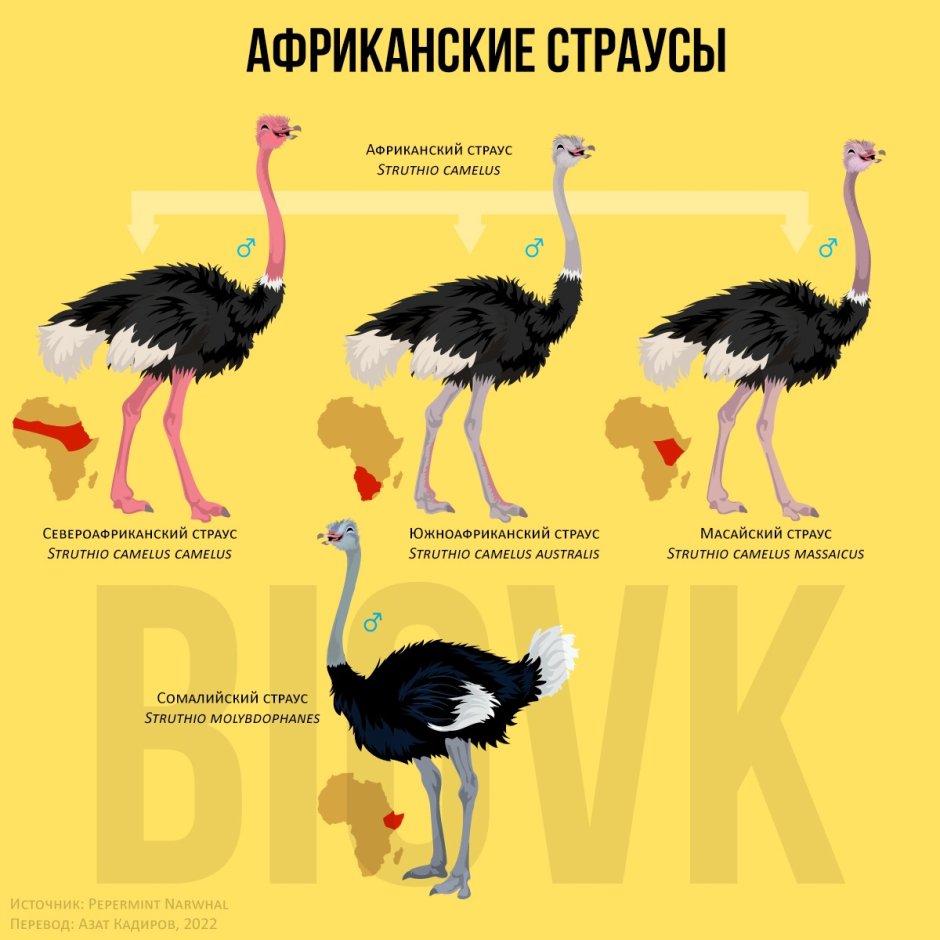 Раскраска антистресс страус