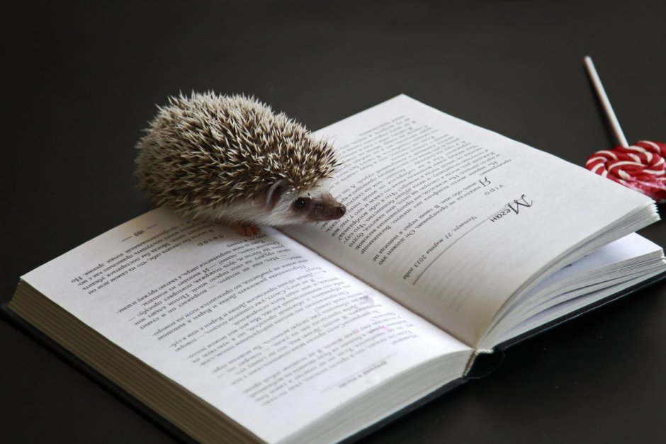 Еж с книгой