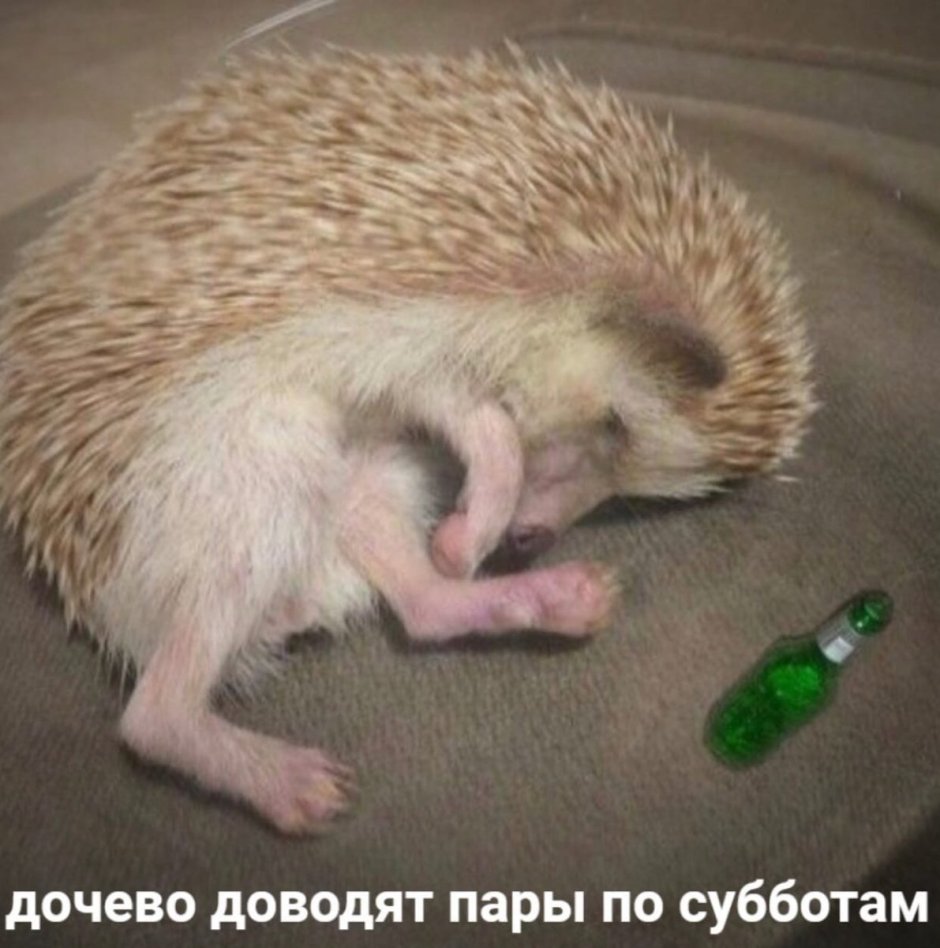 Уставший Ежик