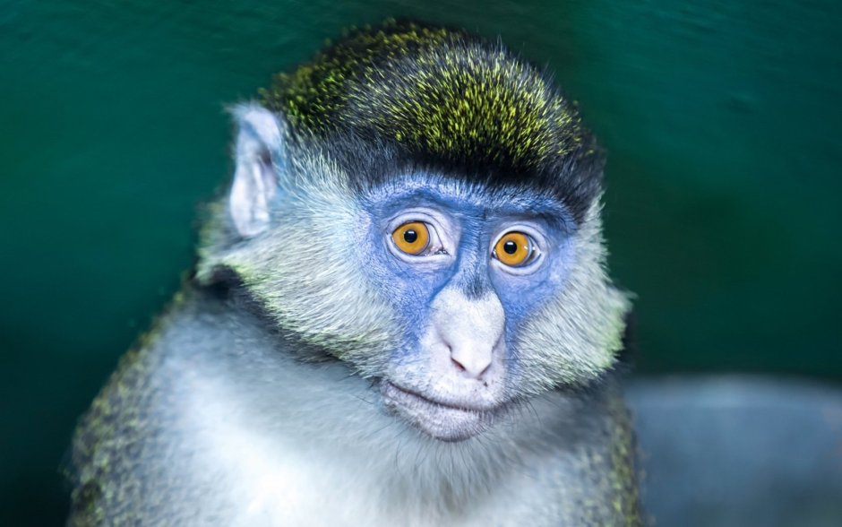 Cercopithecus kandti