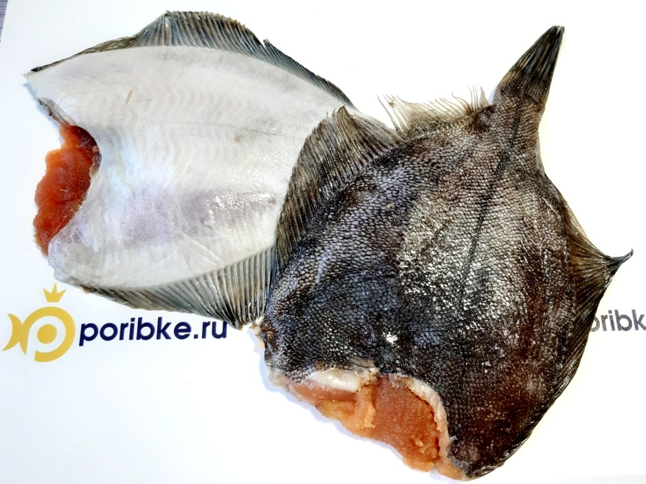 Камбала Охотского моря