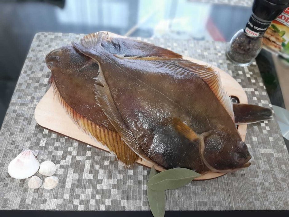 Морская камбала мальки
