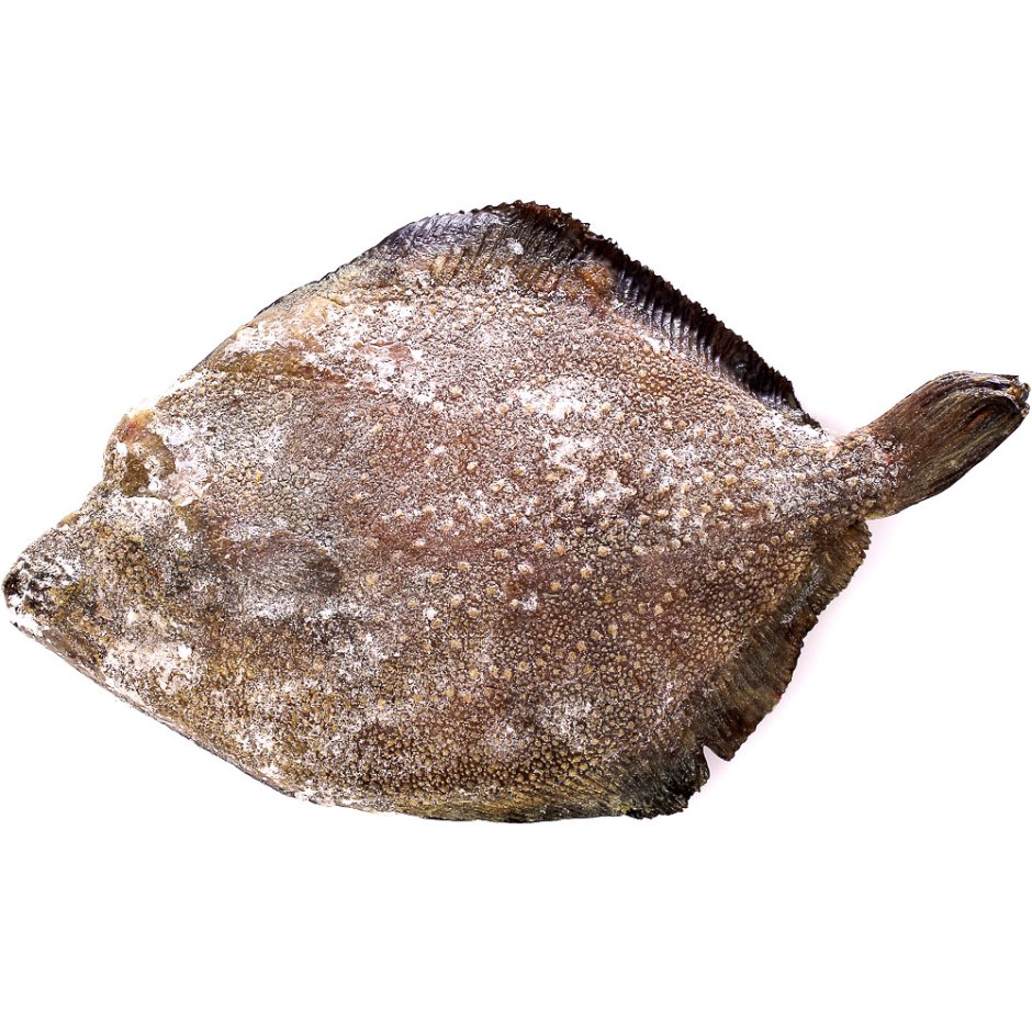 Морская рыба камбала