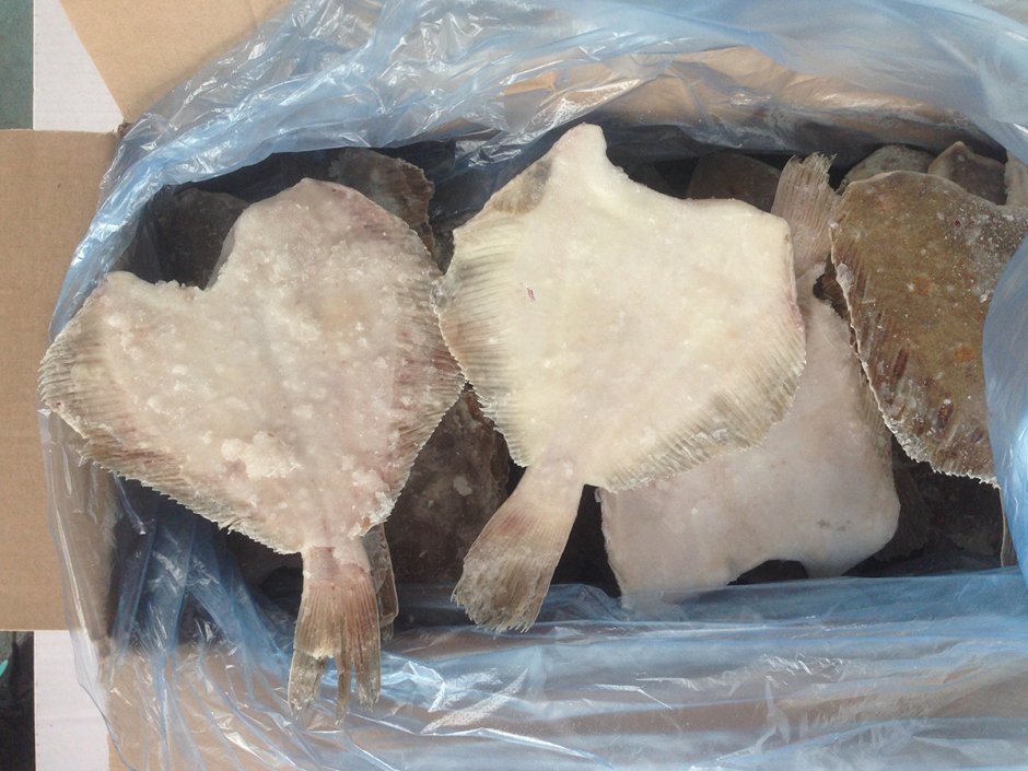 Flounder рыба камбала