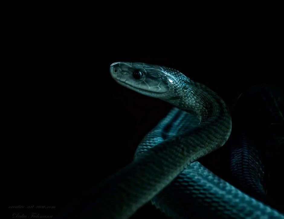 Slytherin aesthetic змея