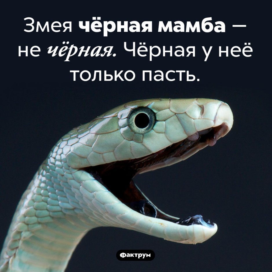 Обои на рабочий стол змеи