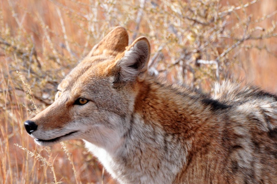 Canis Lupus familiaris Linnaeus