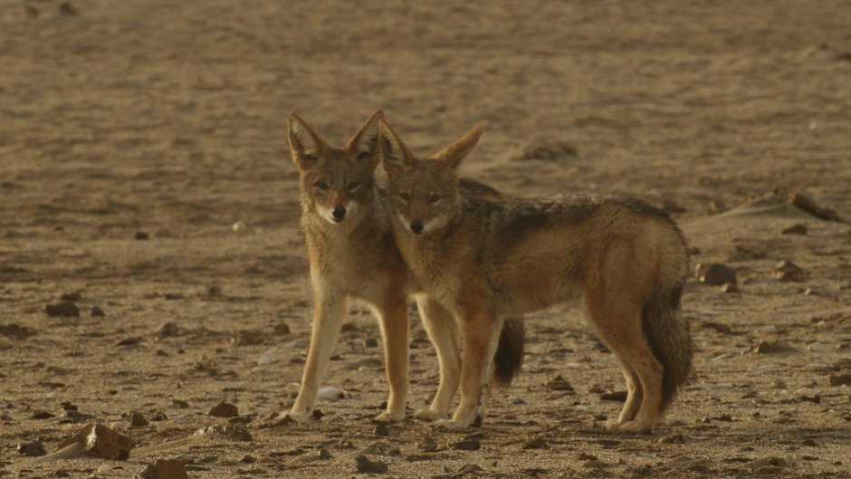 Обыкновенный Шакал (canis aureus)