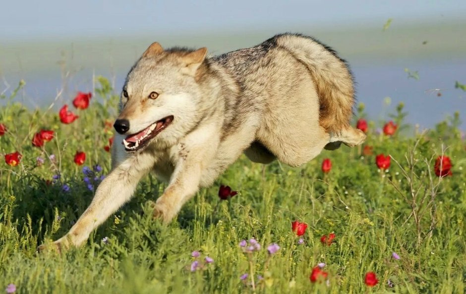 Волк canis Lupus