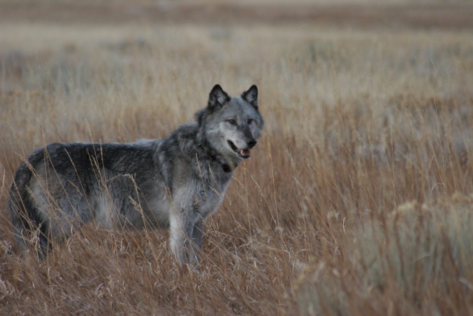 Серый волк canis Lupus