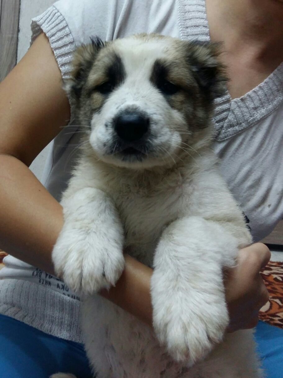 Турецкий волкодав кангал