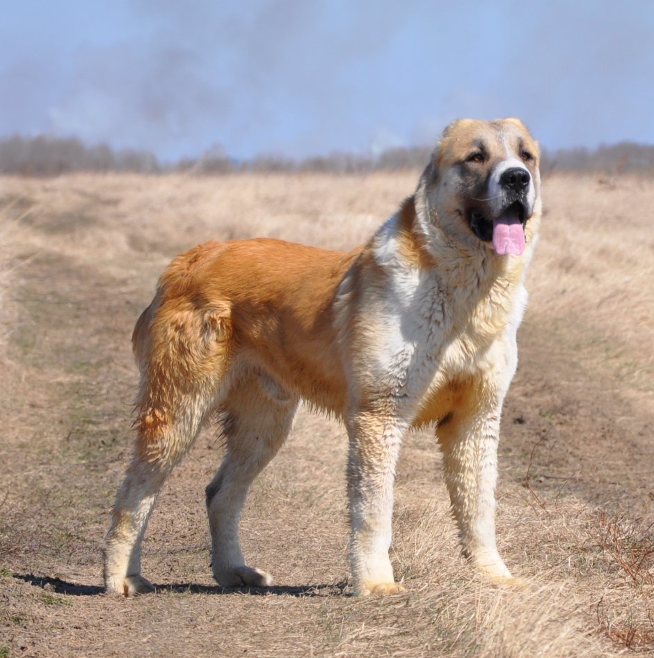 Алабай бело палевый