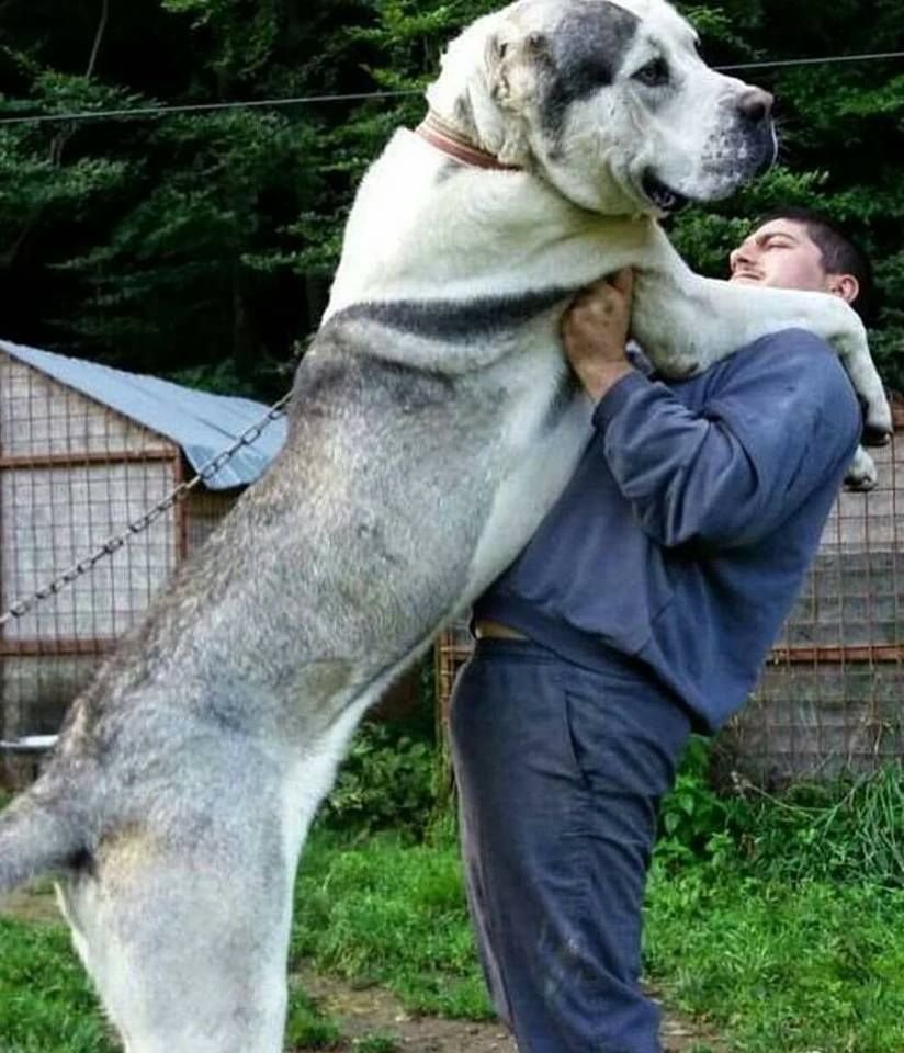 Среднеазиатская овчарка волкодав