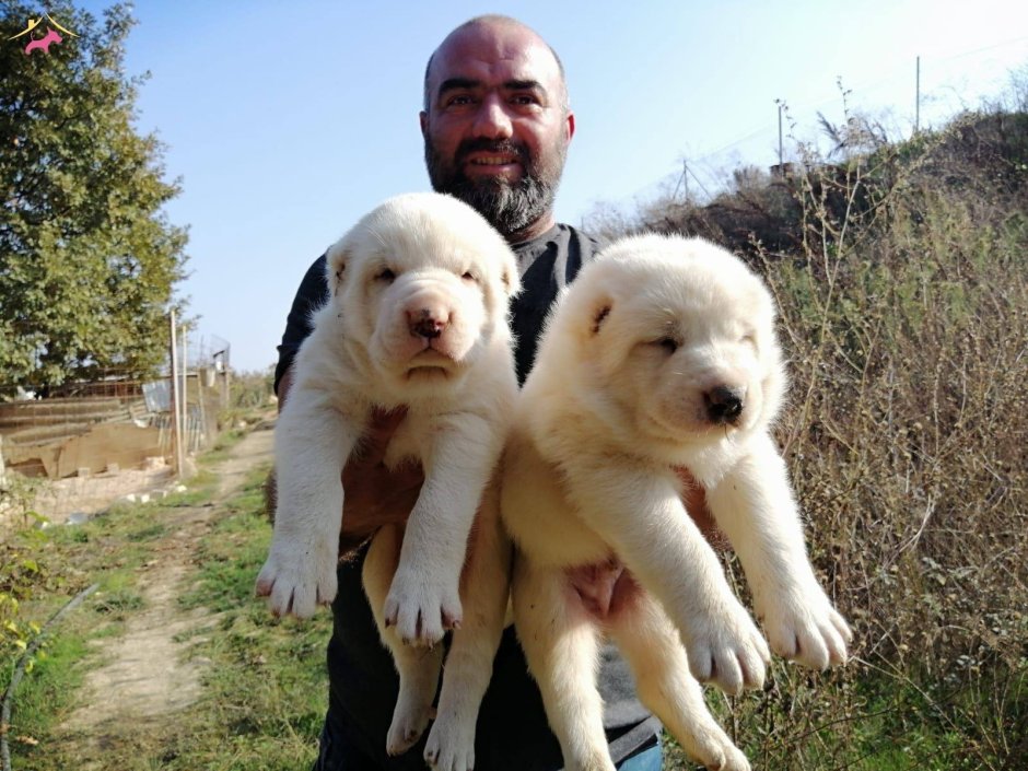 Киргизский алабай