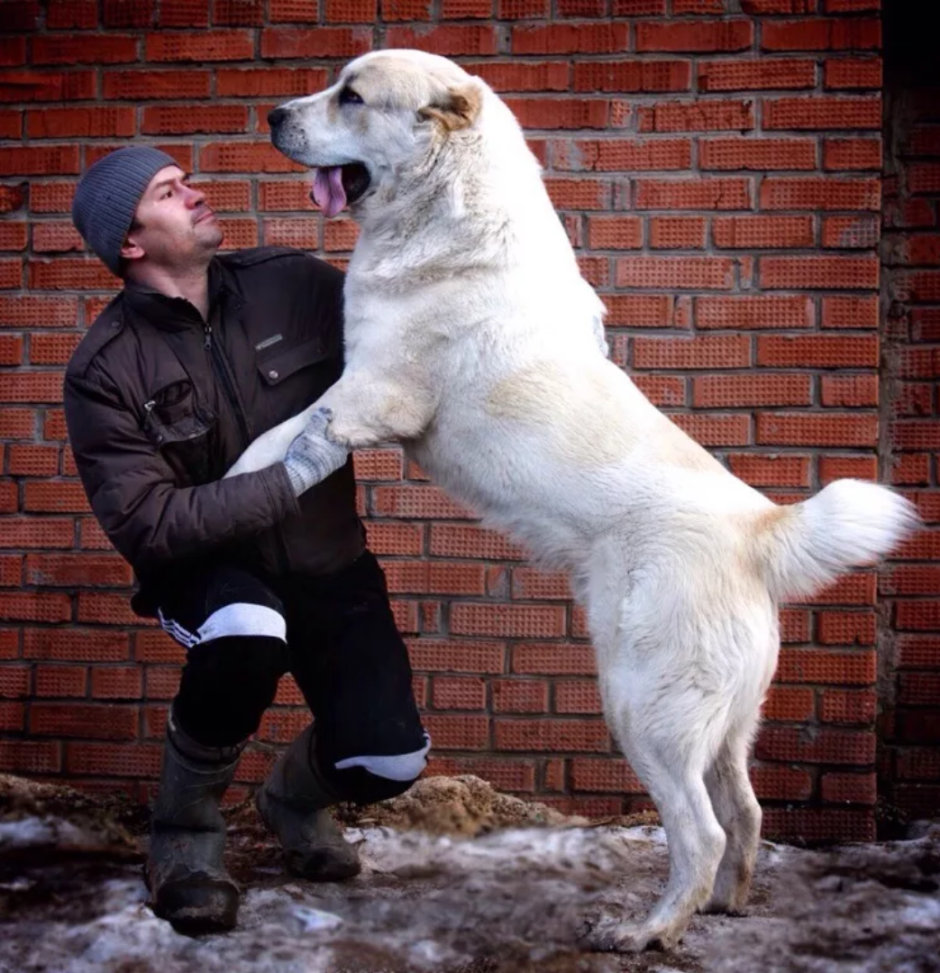 Аламан собака