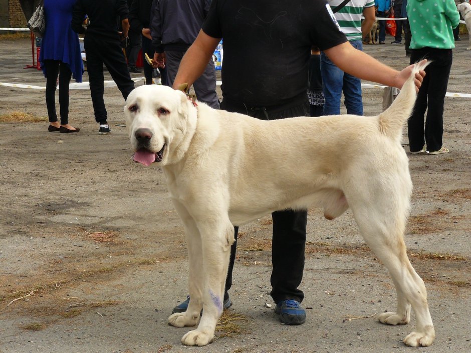 Киргизский алабай