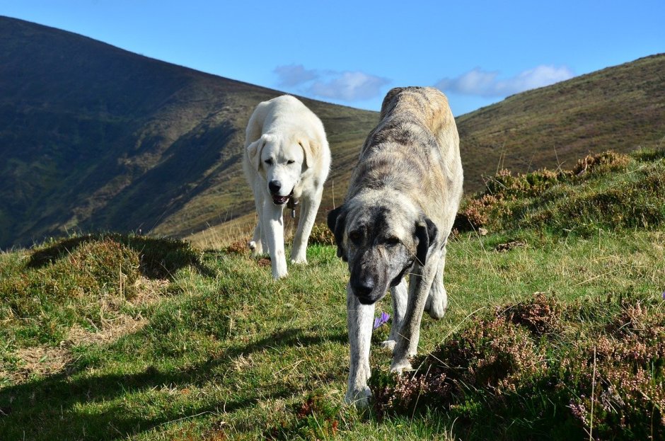 Смесь волка и алабая