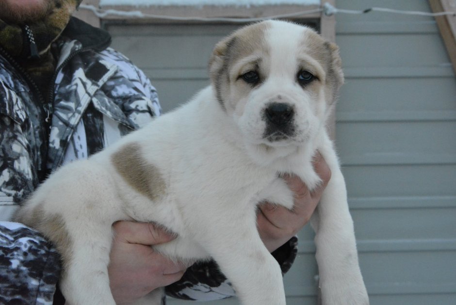 Алабай Бурятский волкодав