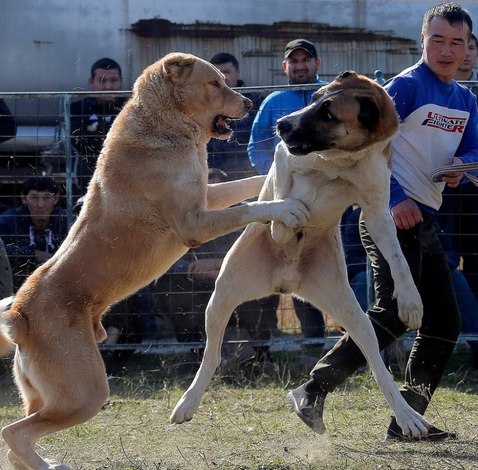 Турецкий алабай кангал
