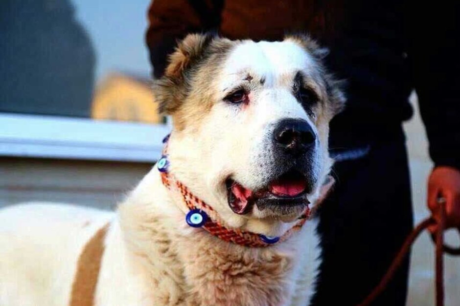 Среднеазиатская овчарка волкодав