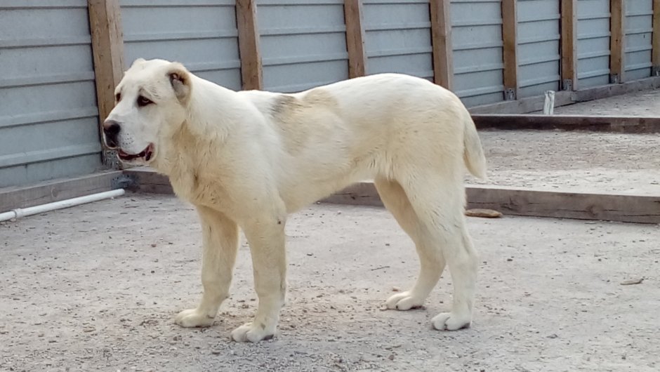 Алабай альбинос