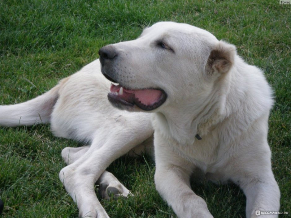 Среднеазиатская овчарка волкодав