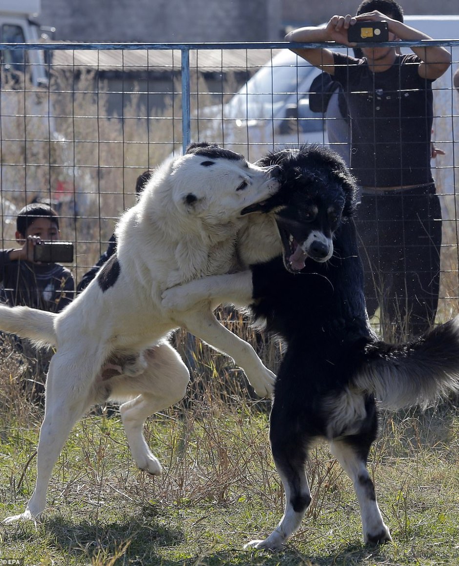 Волкодав собака туркменский