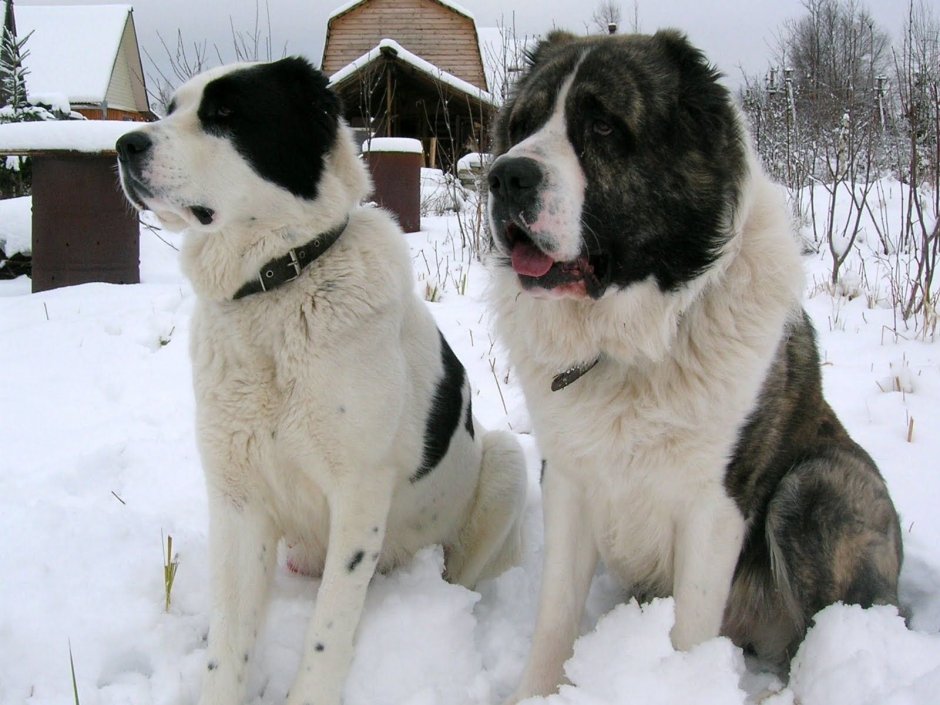 Алабай Среднеазиатская овчарка 5 месяцев