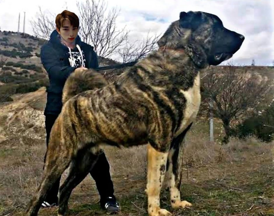 Длинношерстный алабай щенок