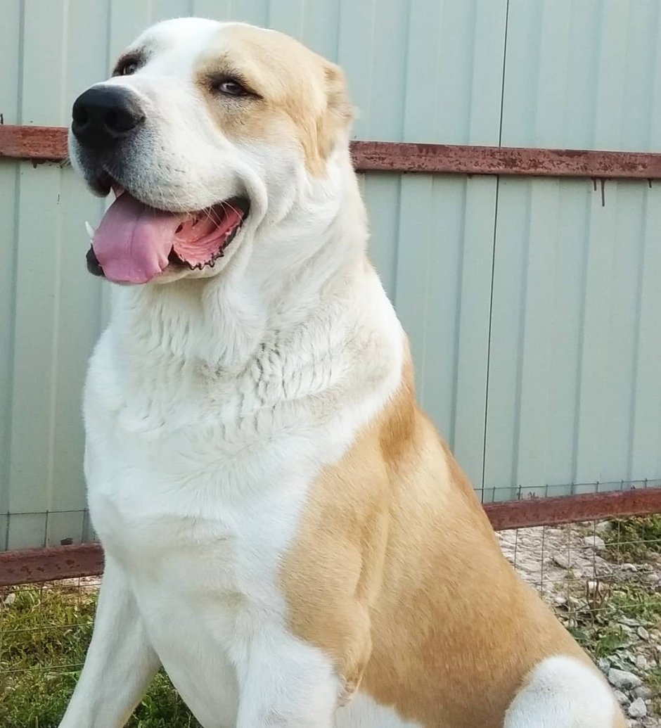 Среднеазиатская овчарка