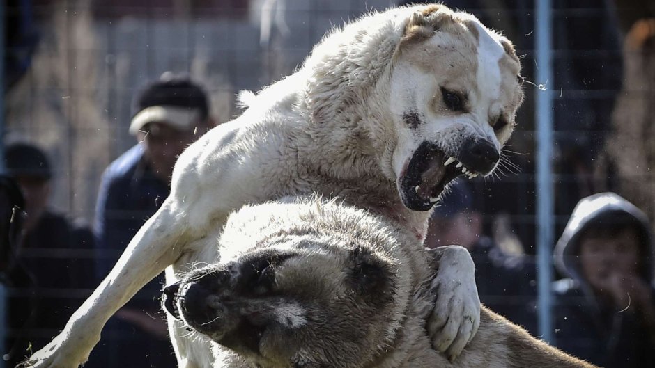 Турецкий кангал собака и алабай