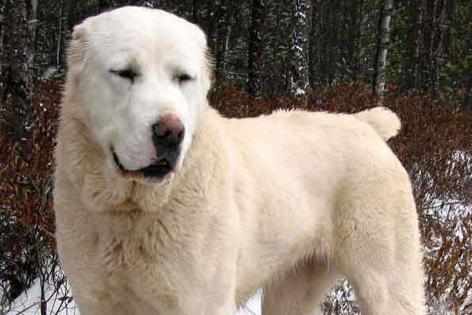 Туркменский алабай Бойцовый