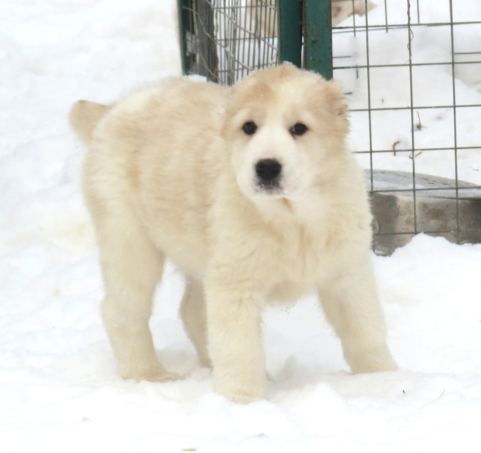 Туркменский алабай