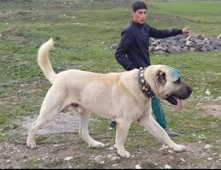 Среднеазиатская овчарка волкодав