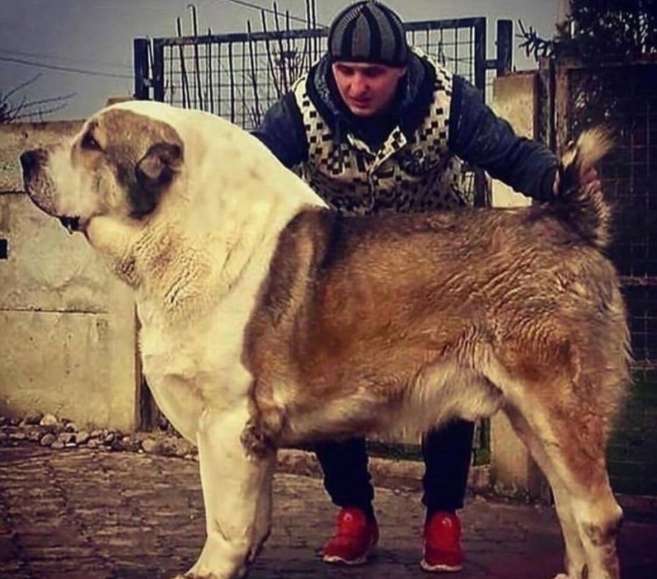 Среднеазиатская овчарка бульдозер