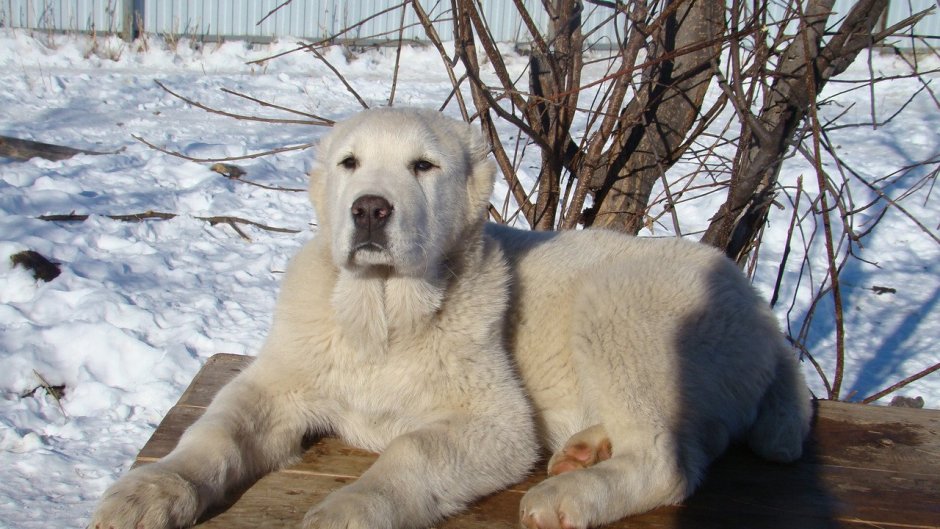 Азиатская овчарка