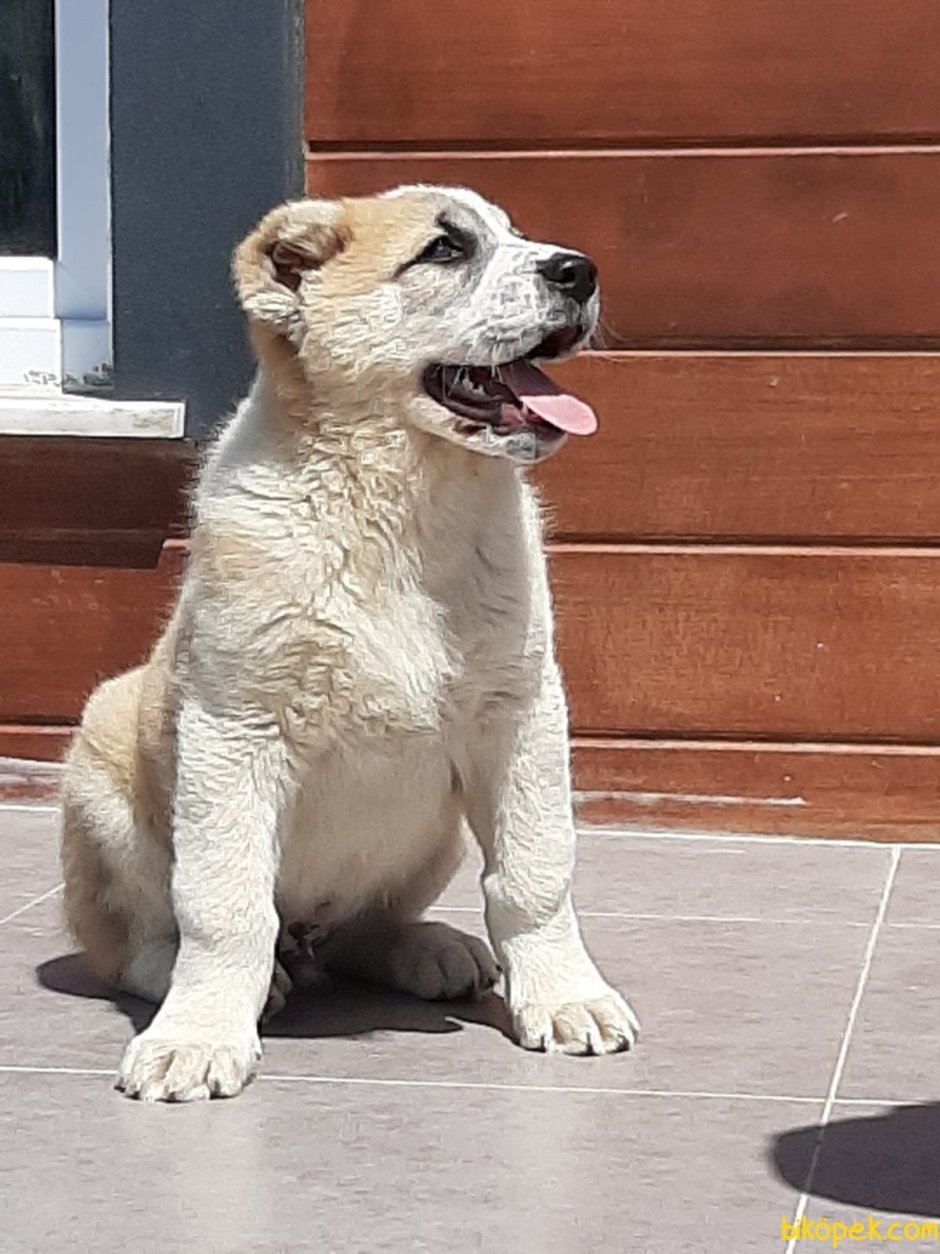 Туркменский алабай Бойцовый