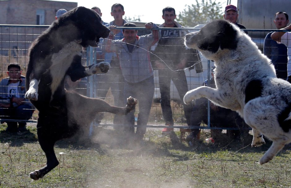 Туркменский алабай бульдозер