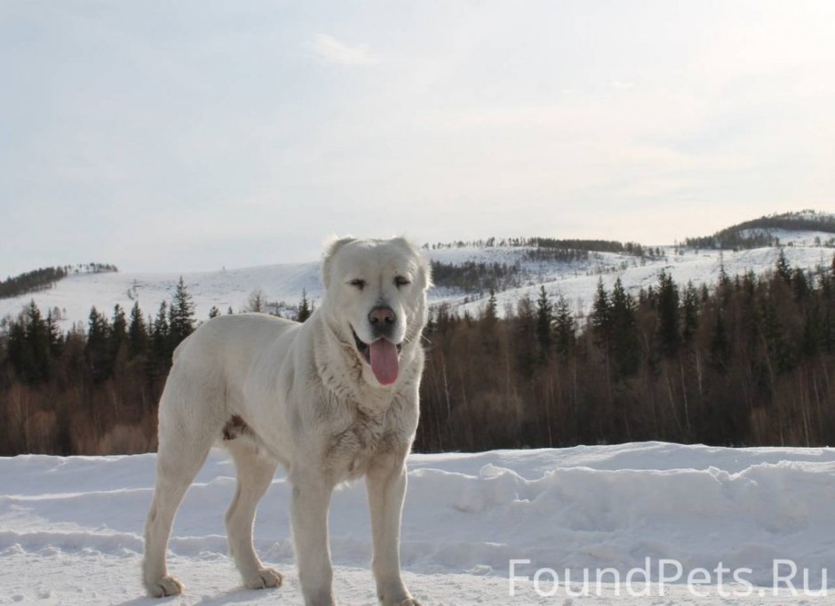 Волкодав против алабая