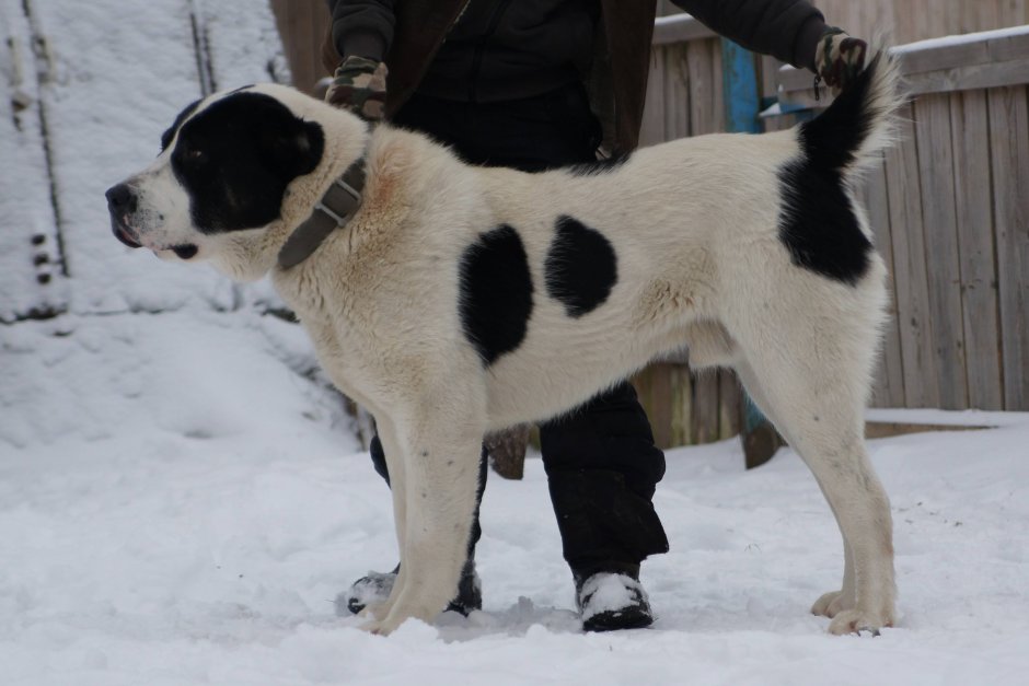 Туркменский алабай Бойцовый