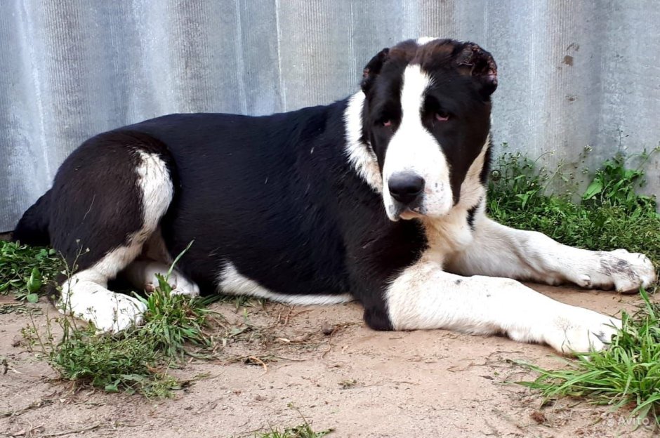 Среднеазиатская овчарка бои