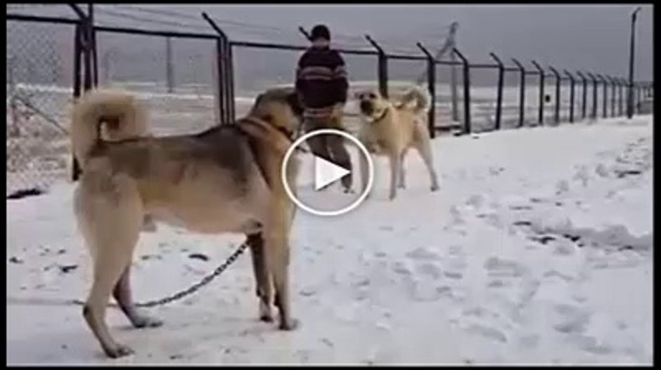 Среднеазиатская овчарка Гампр