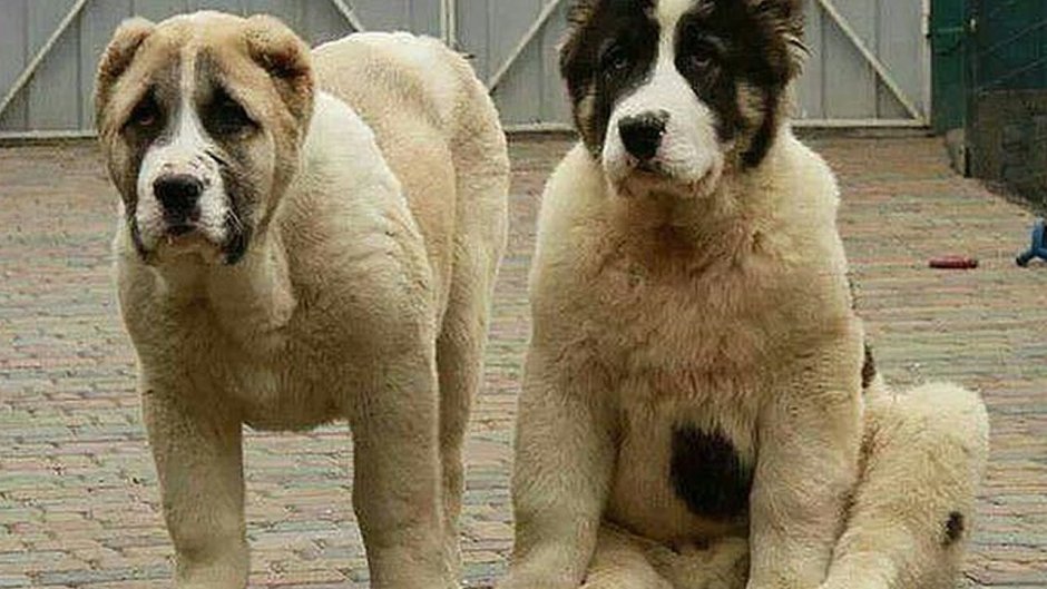 Волкодав порода алабай