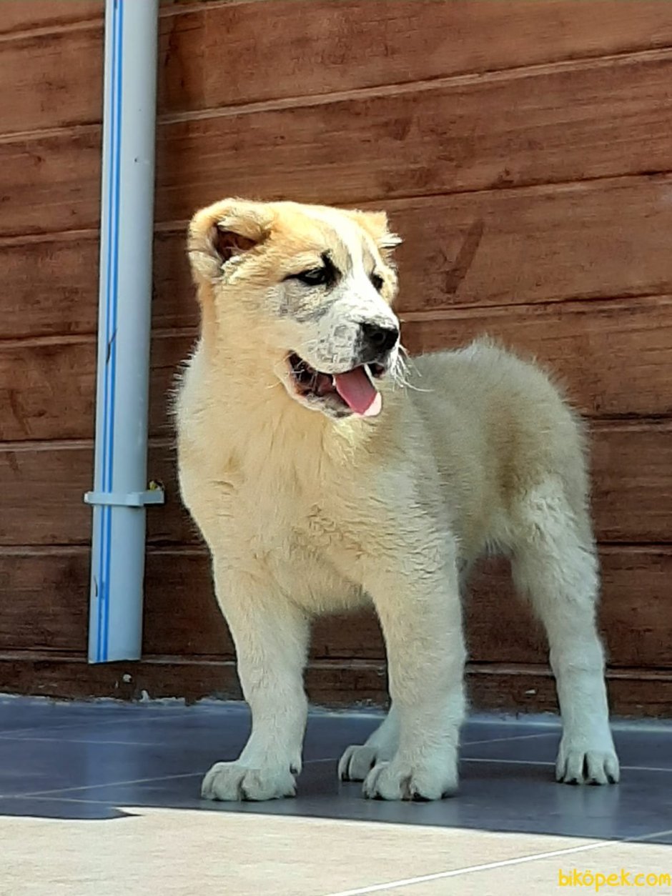 Среднеазиатская овчарка волкодав чёрный