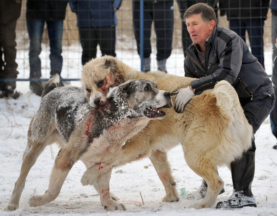 Среднеазиатская овчарка алабай