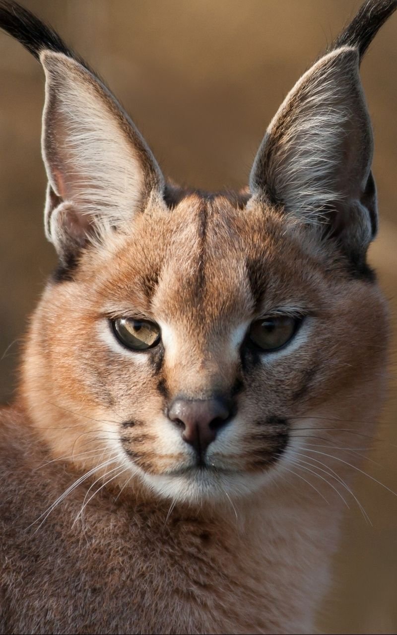 Каракал гера